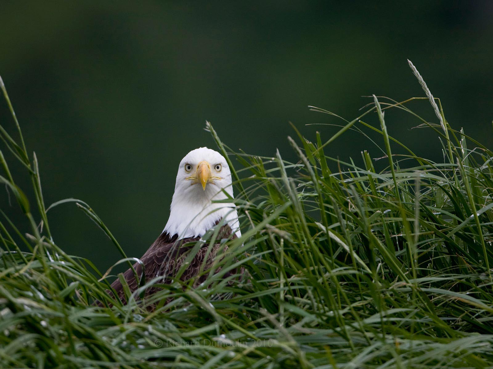 Bald Eagle on nest, Katmai Alaska