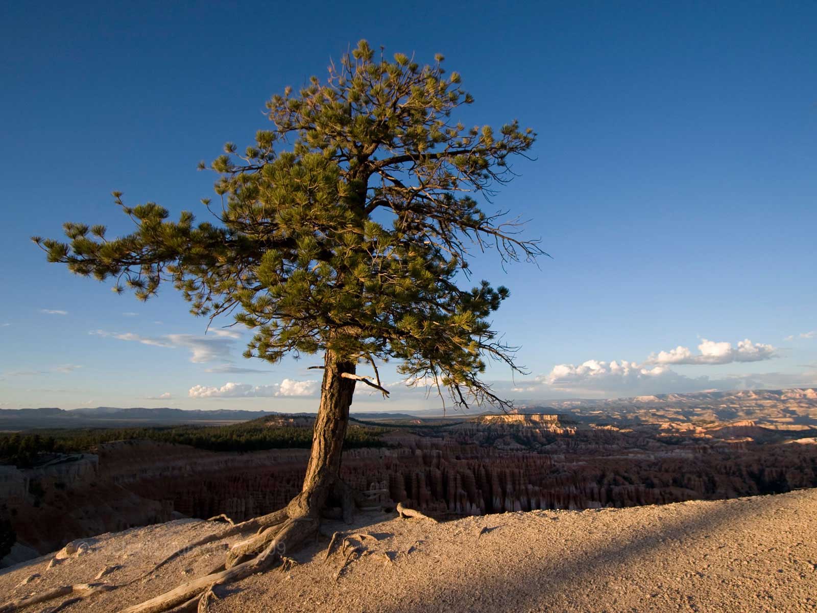 Tree on top, Bryce Canyon, Utah