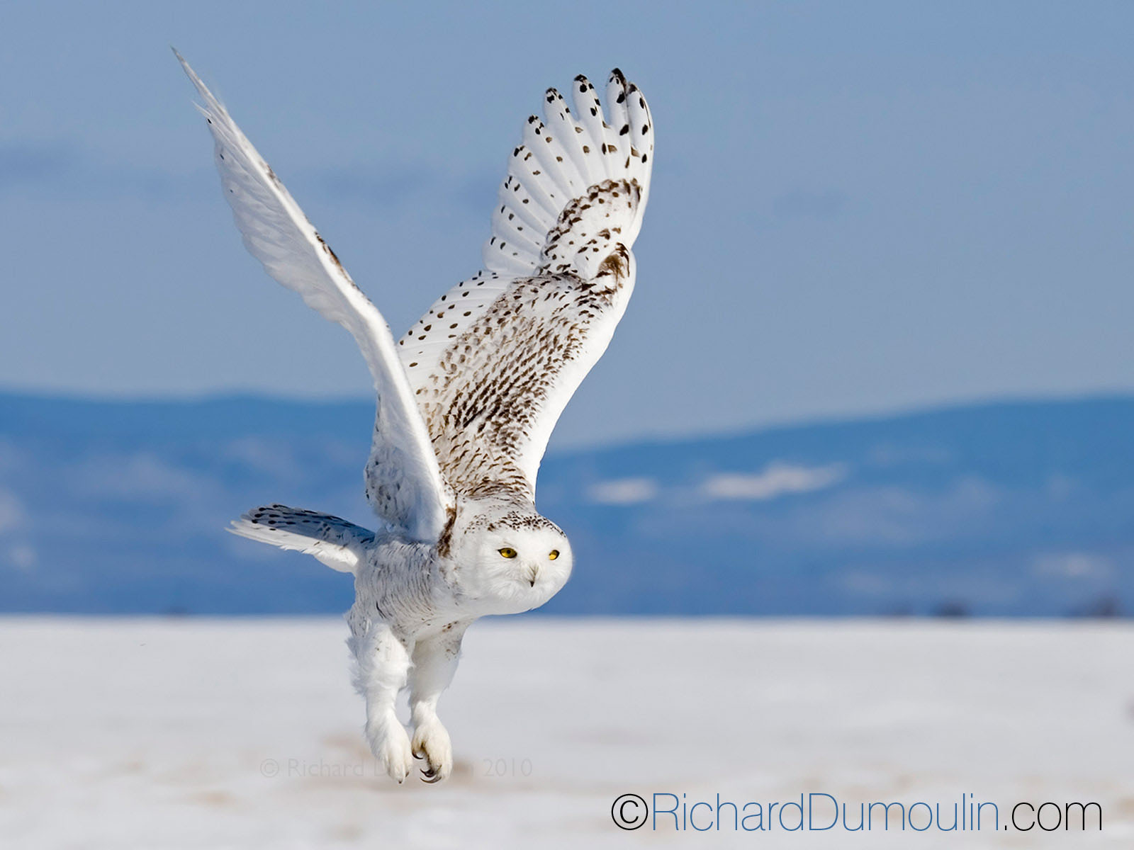 snowy_owl.jpg