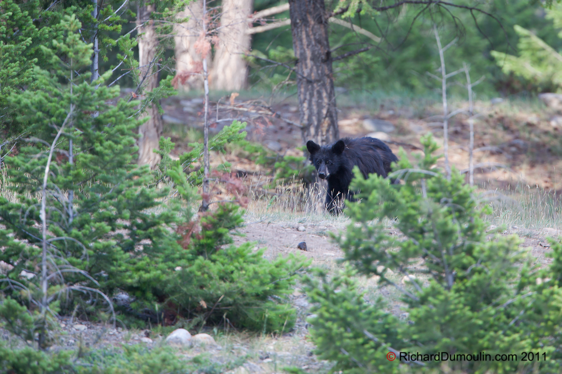 BLACK BEAR