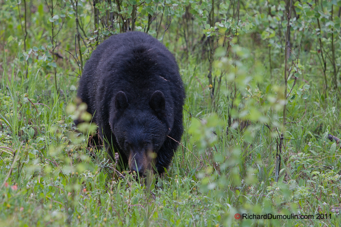 OURS NOIR