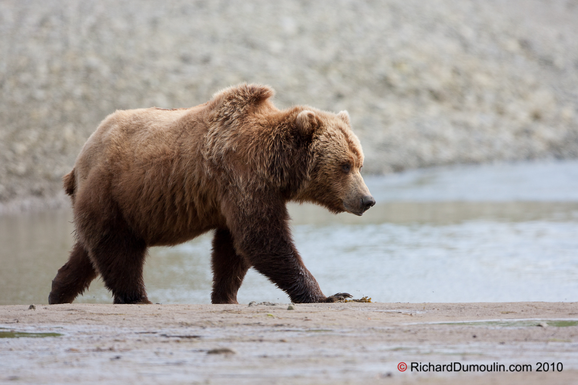 Grizzly_bear-Ours_Grizzly-_Ursus%20arctos_horribilis__IMG_3264.jpg