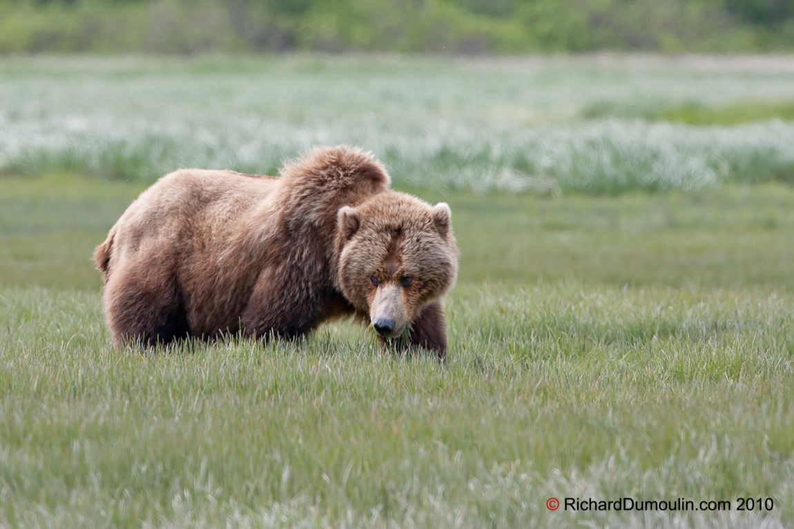 GRIZZLY BEAR
