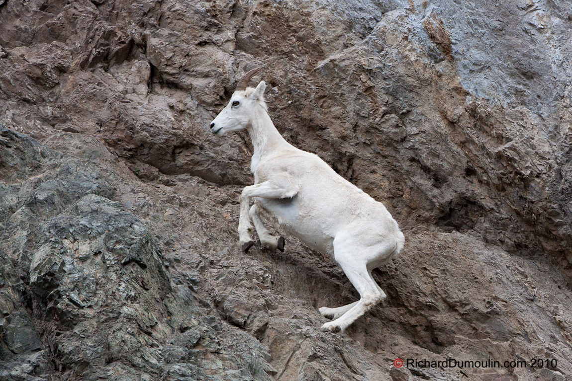 MOUNTAIN GOAT