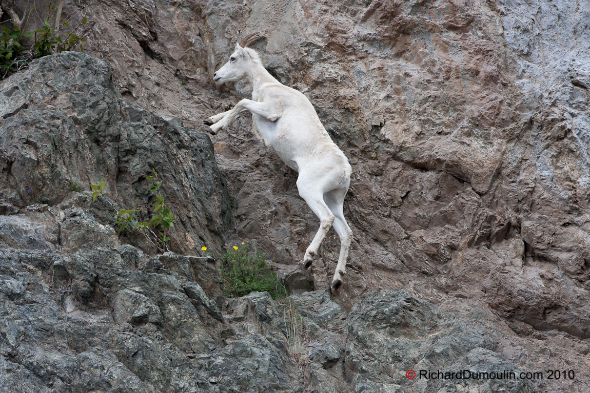 MOUNTAIN GOAT