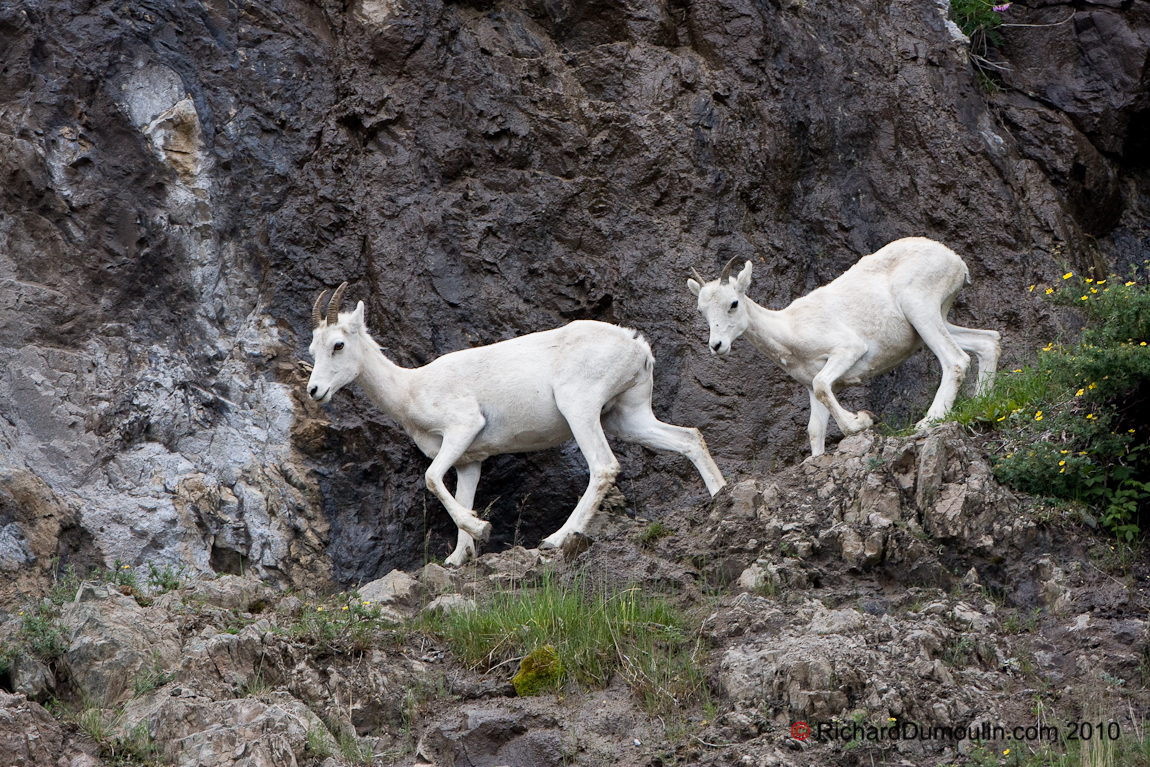 CHÈVRE DE MONTAGNE