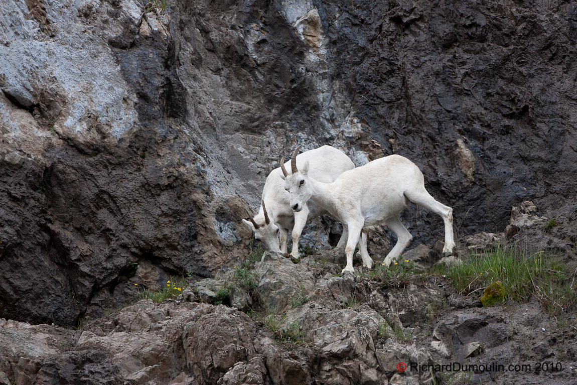 CHÈVRE DE MONTAGNE