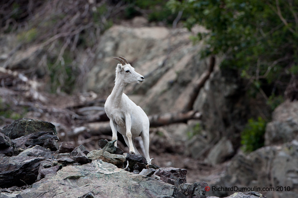 CHÈVRE DE MONTAGNE