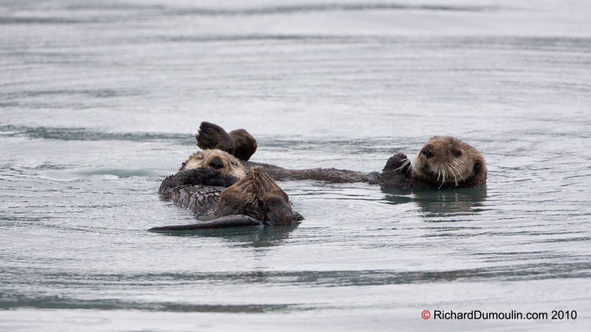 SEA OTTER