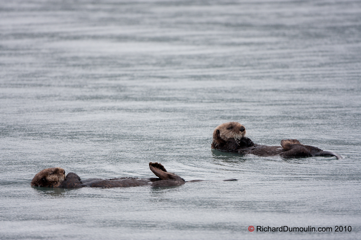 SEA OTTER