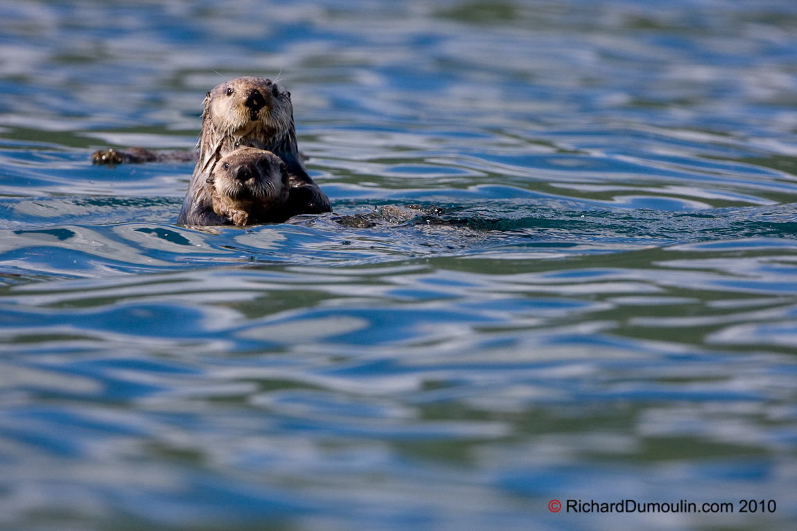 LOUTRE DE MER