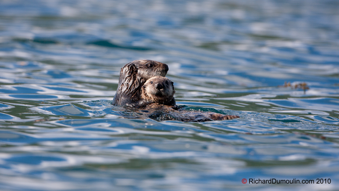 LOUTRE DE MER