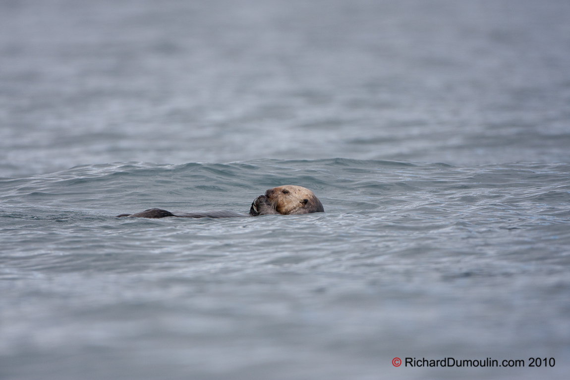 LOUTRE DE MER