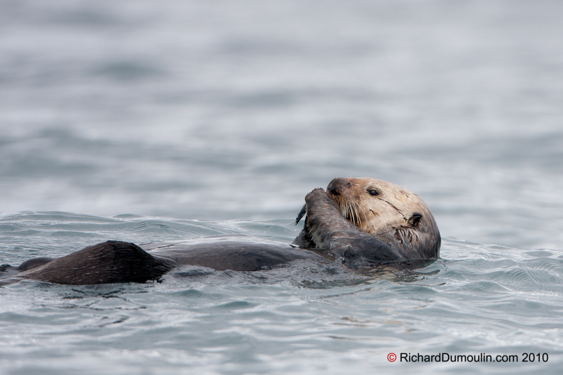 LOUTRE DE MER