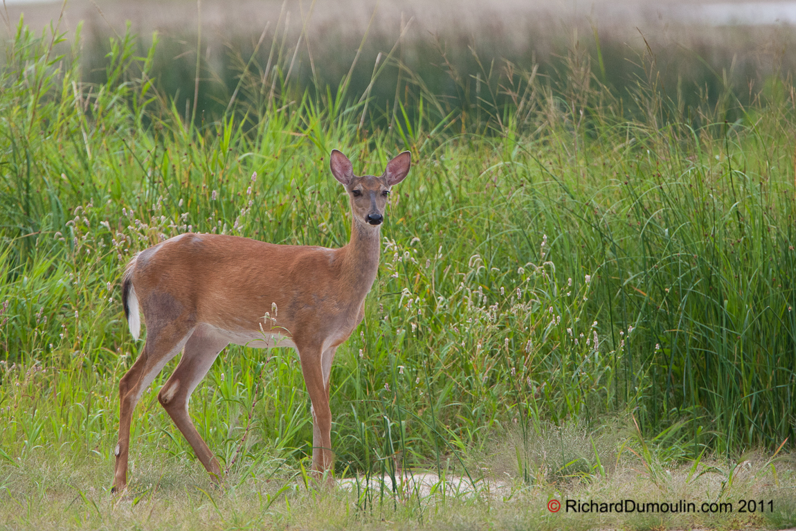 WHITE-TAILED DEER