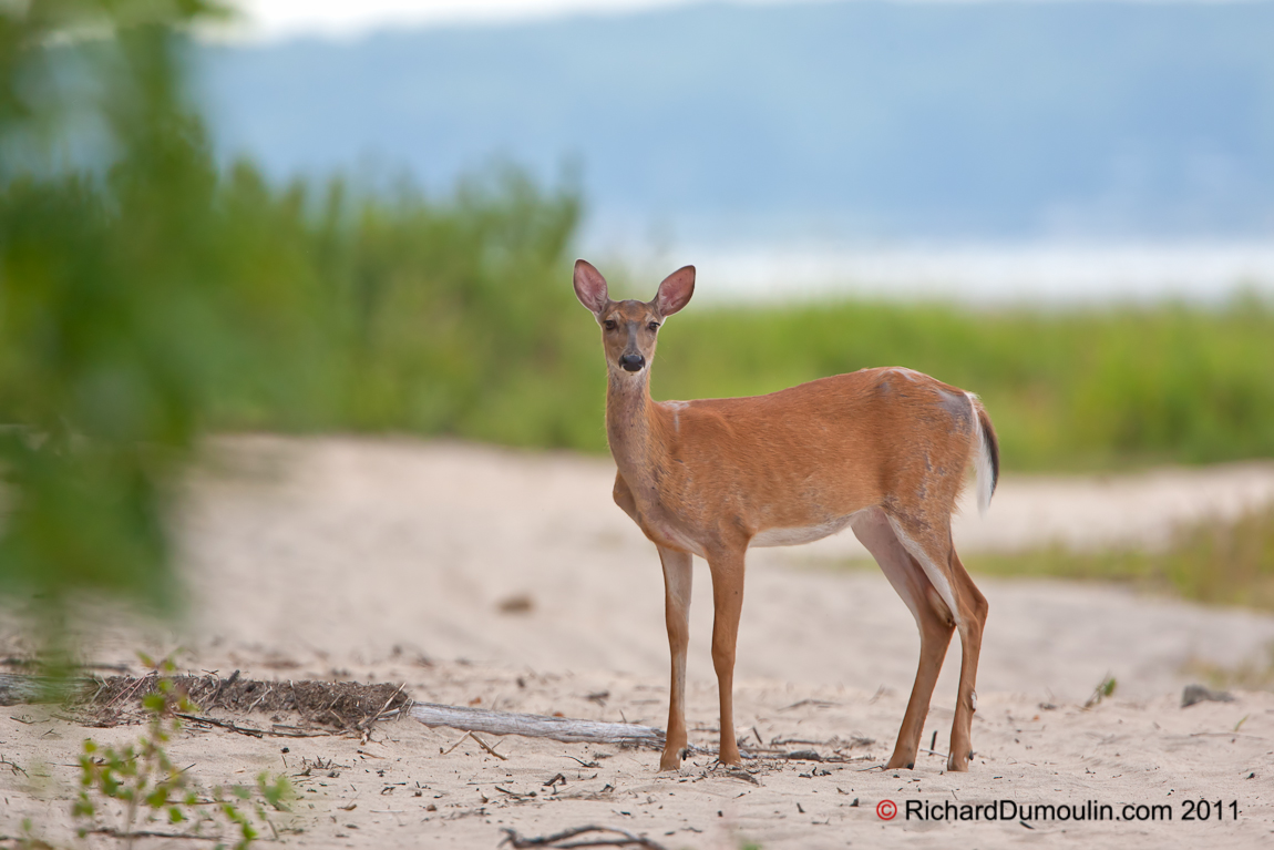 WHITE-TAILED DEER