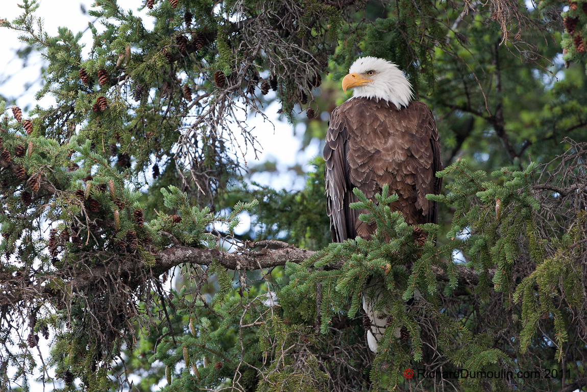BALD EAGLE