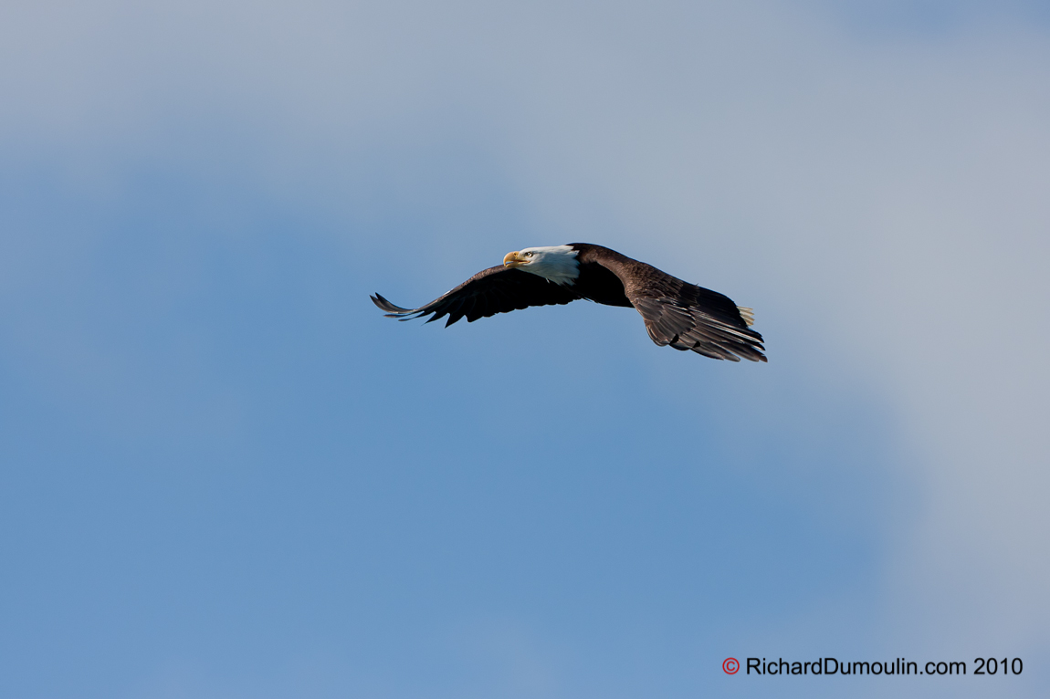 BALD EAGLE