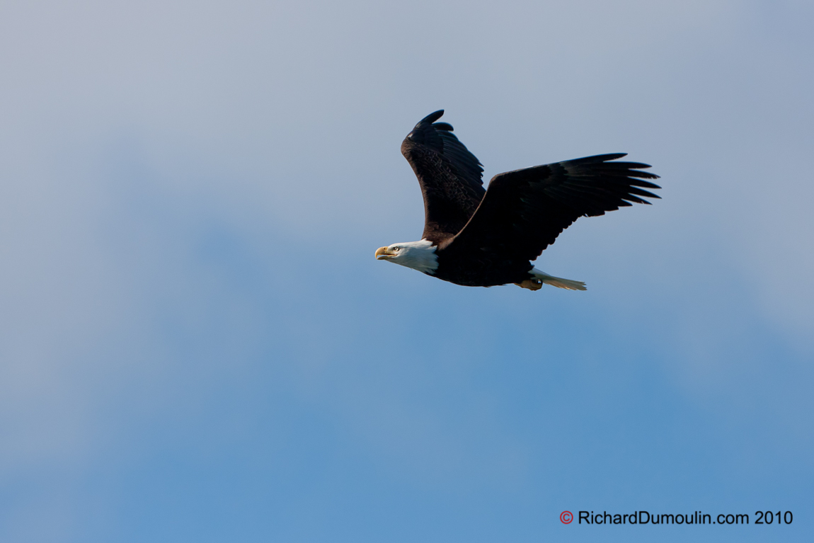 BALD EAGLE