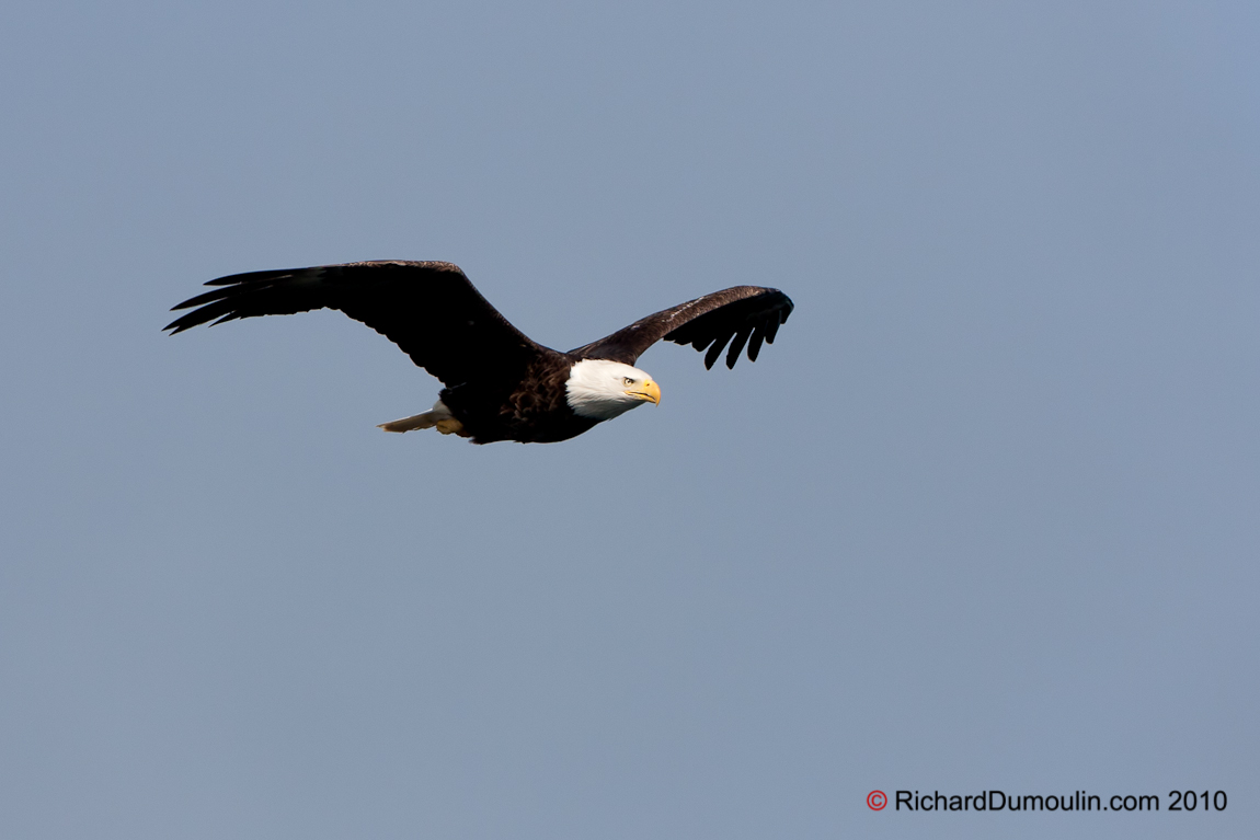 BALD EAGLE