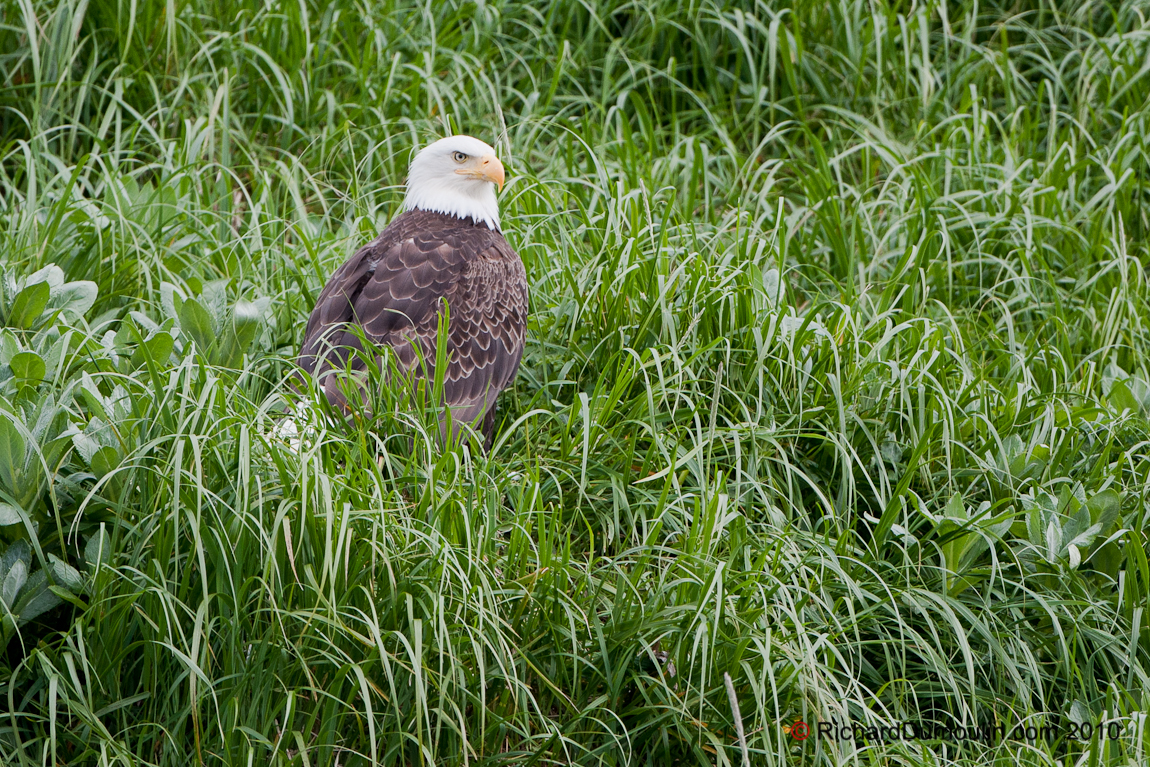 BALD EAGLE