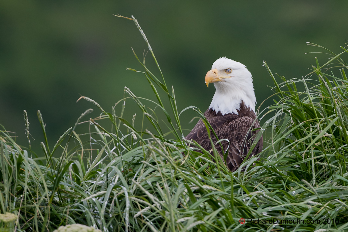 BALD EAGLE