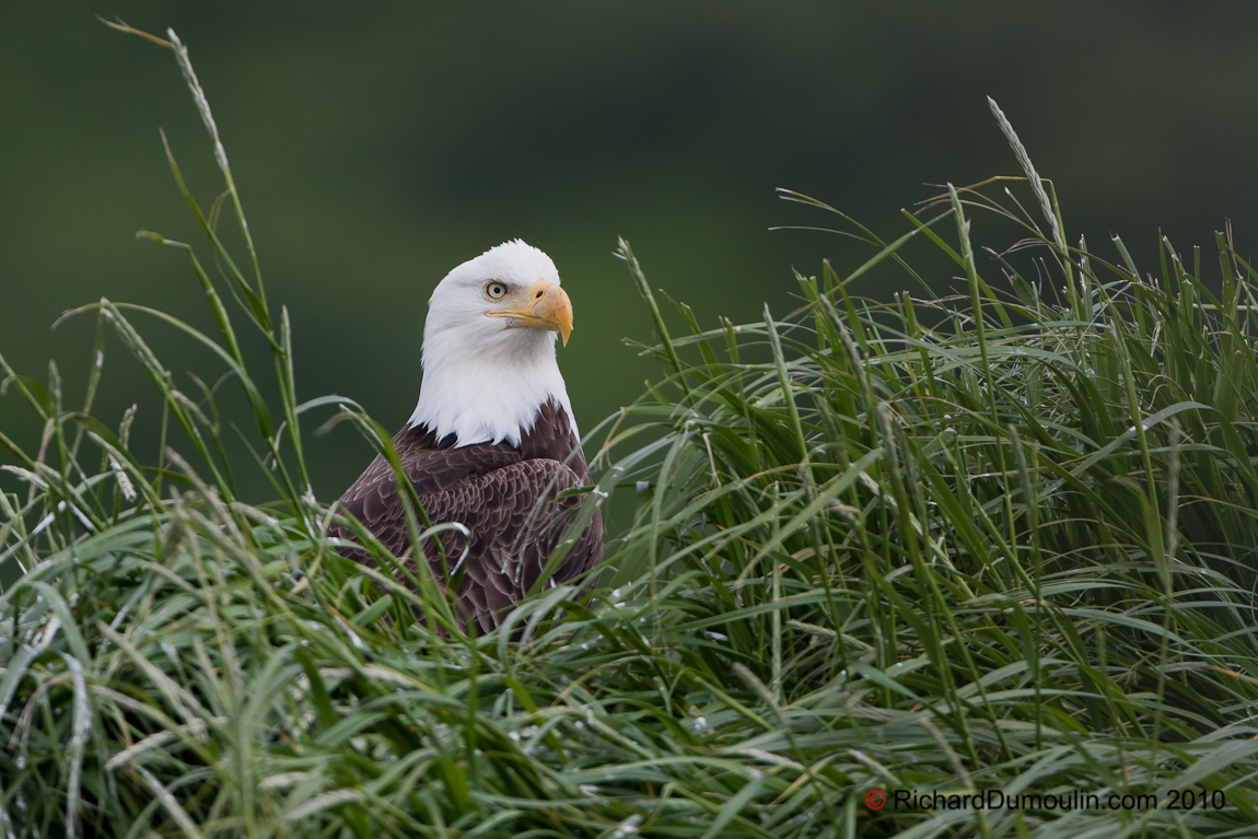 BALD EAGLE