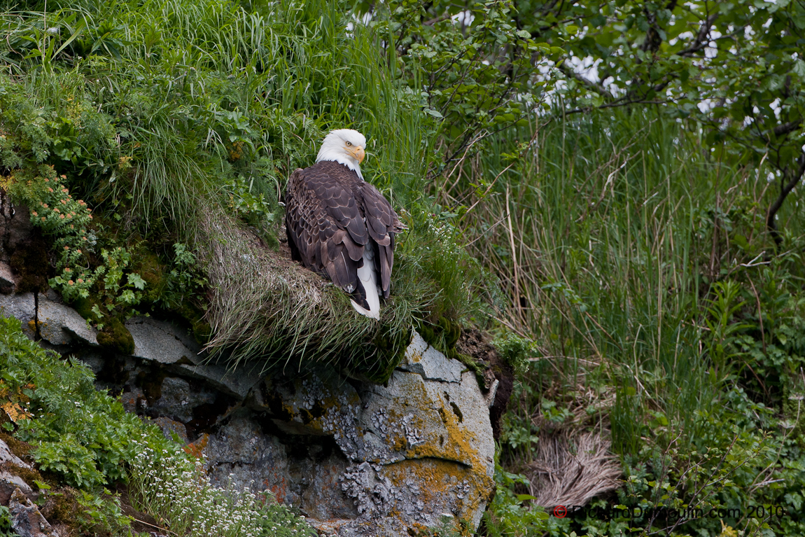 BALD EAGLE