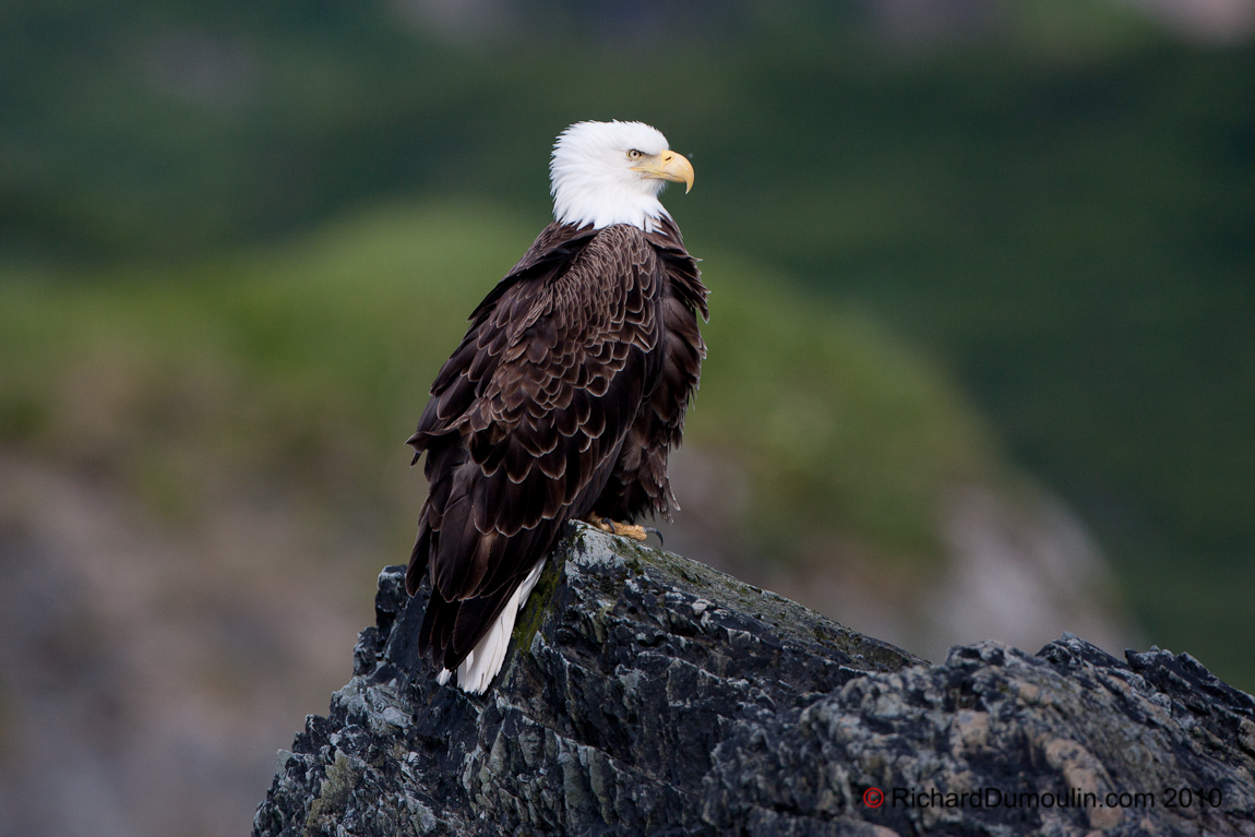 BALD EAGLE