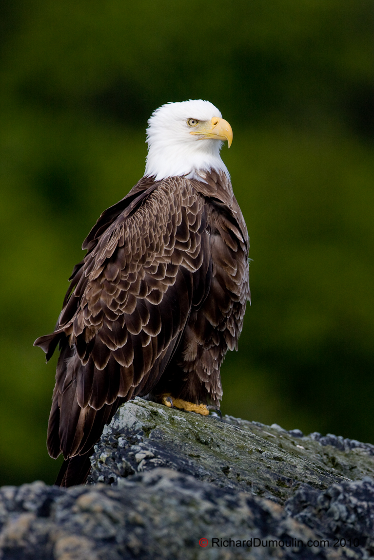 BALD EAGLE