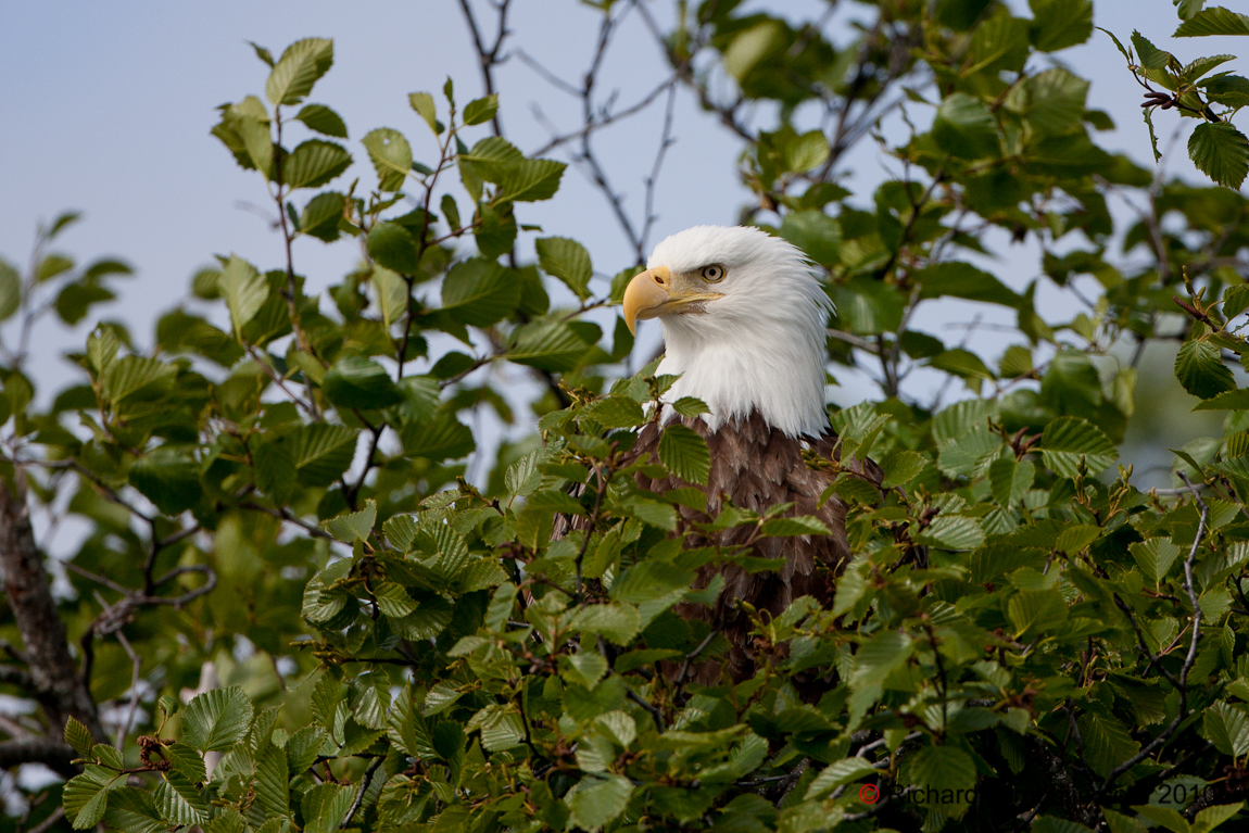 BALD EAGLE