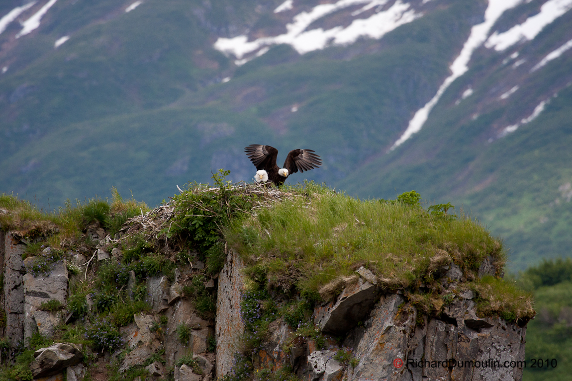 BALD EAGLE