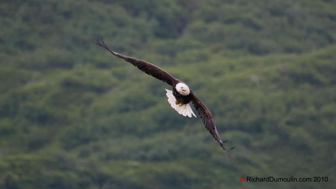 BALD EAGLE