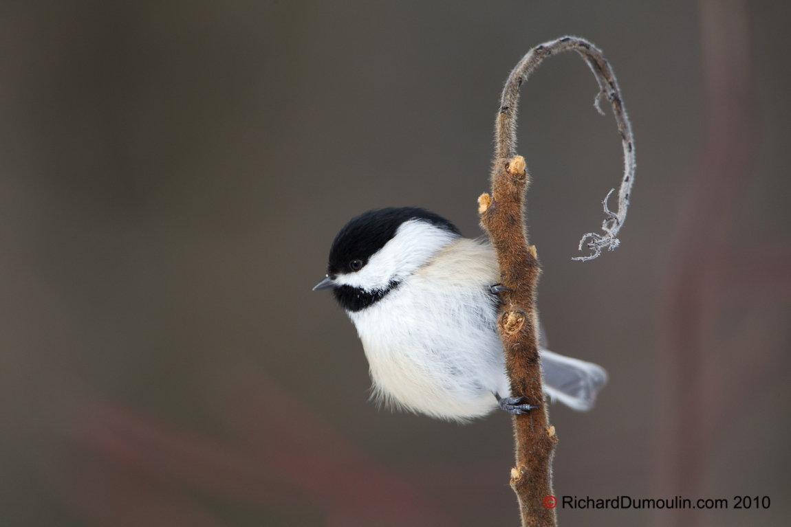 BLACK-CAPPED CHICKADEE
