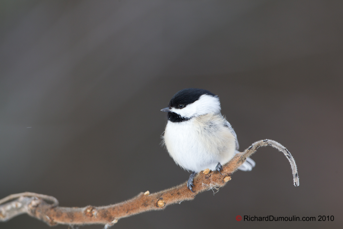 BLACK-CAPPED CHICKADEE