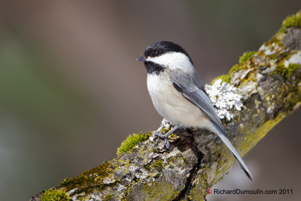 BLACK-CAPPED CHICKADEE