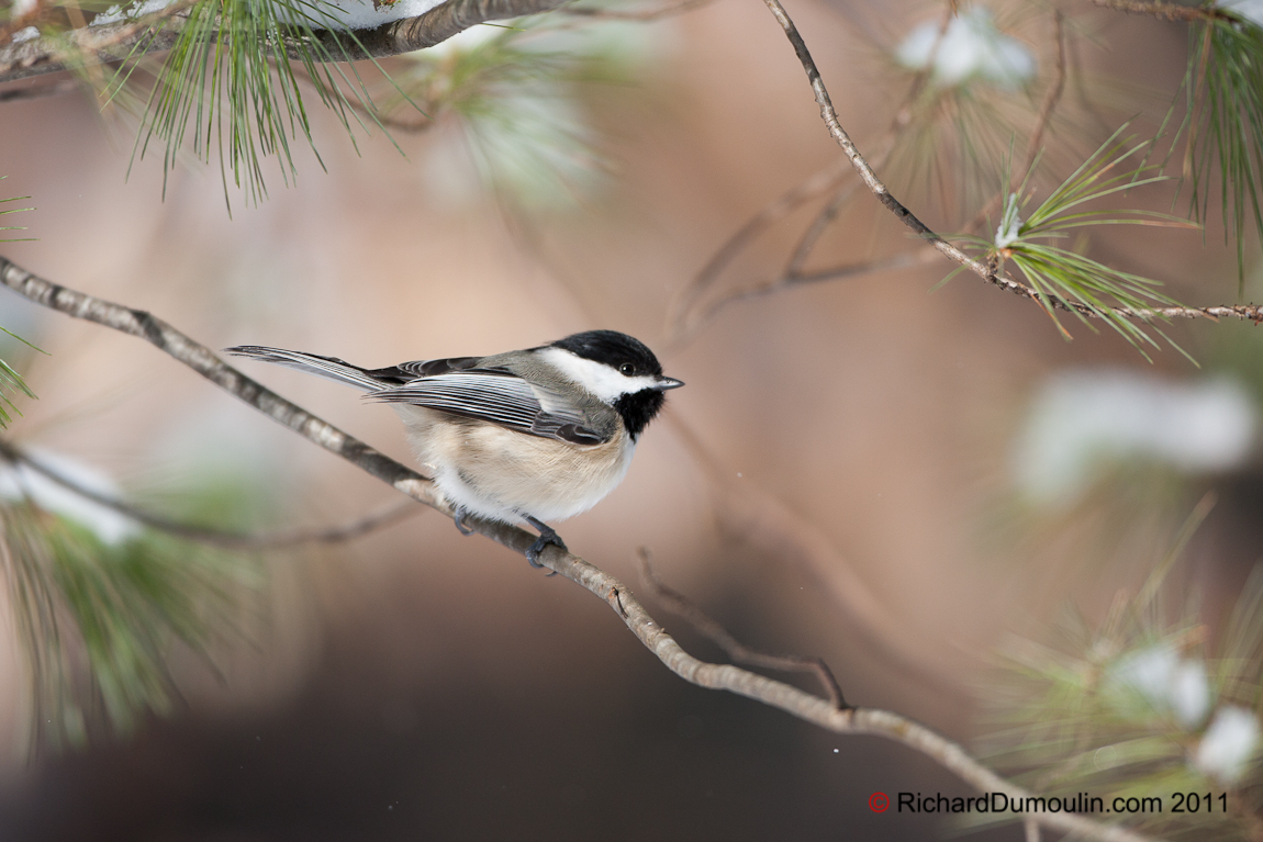 BLACK-CAPPED CHICKADEE