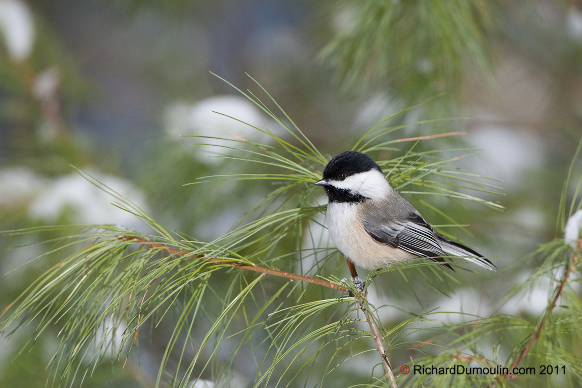 BLACK-CAPPED CHICKADEE