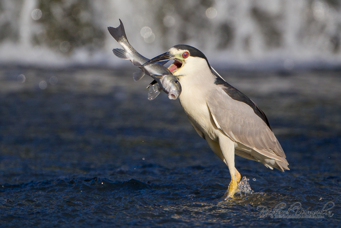 BLACK-CROWNED NIGHT-HERON