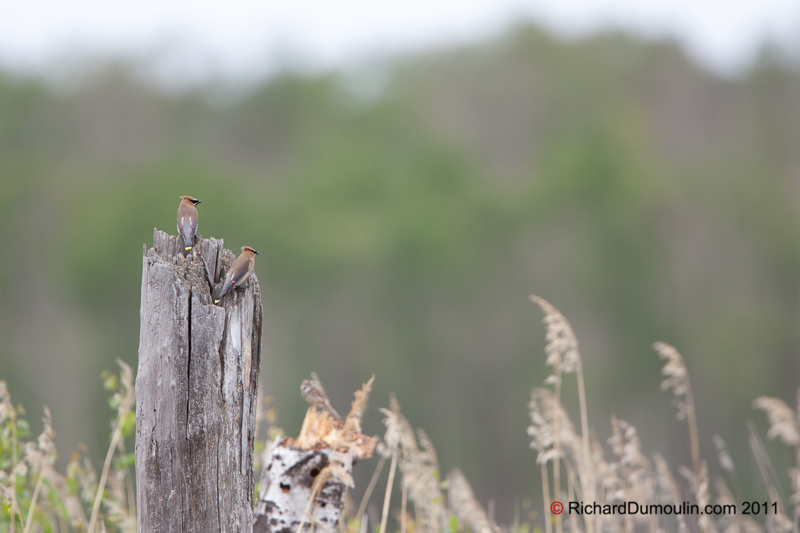 CEDAR WAXWING