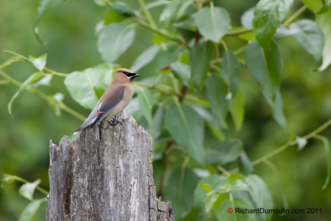 CEDAR WAXWING