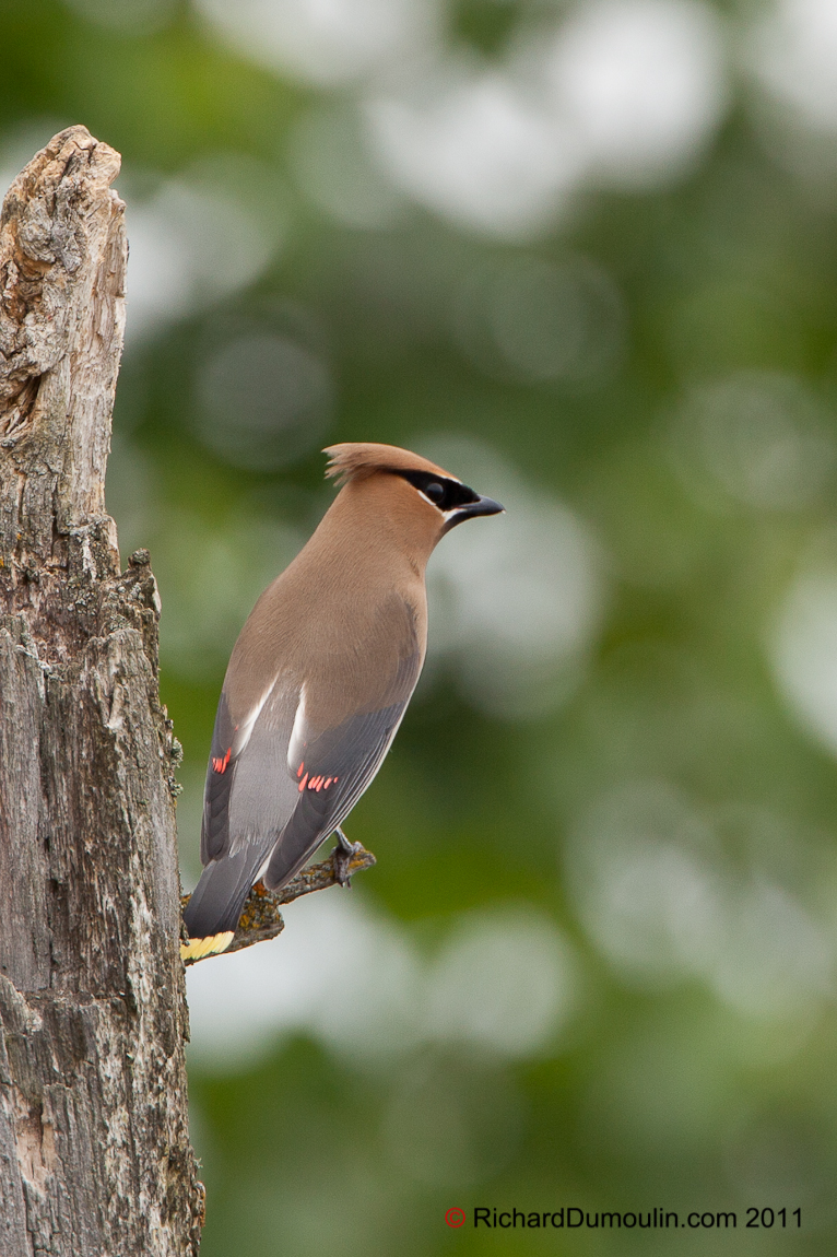 CEDAR WAXWING