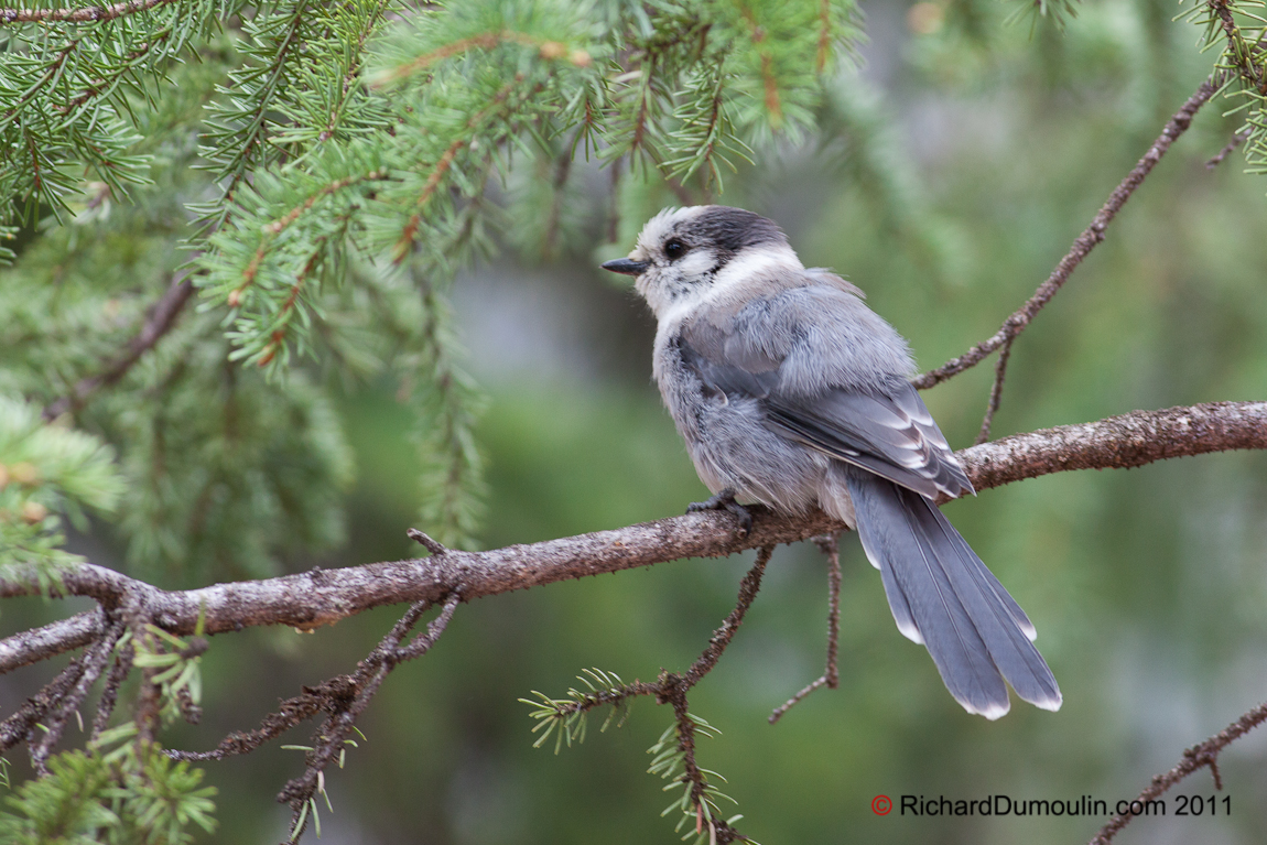 GRAY JAY