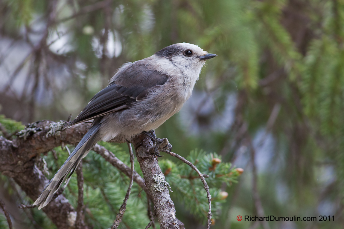 GRAY JAY