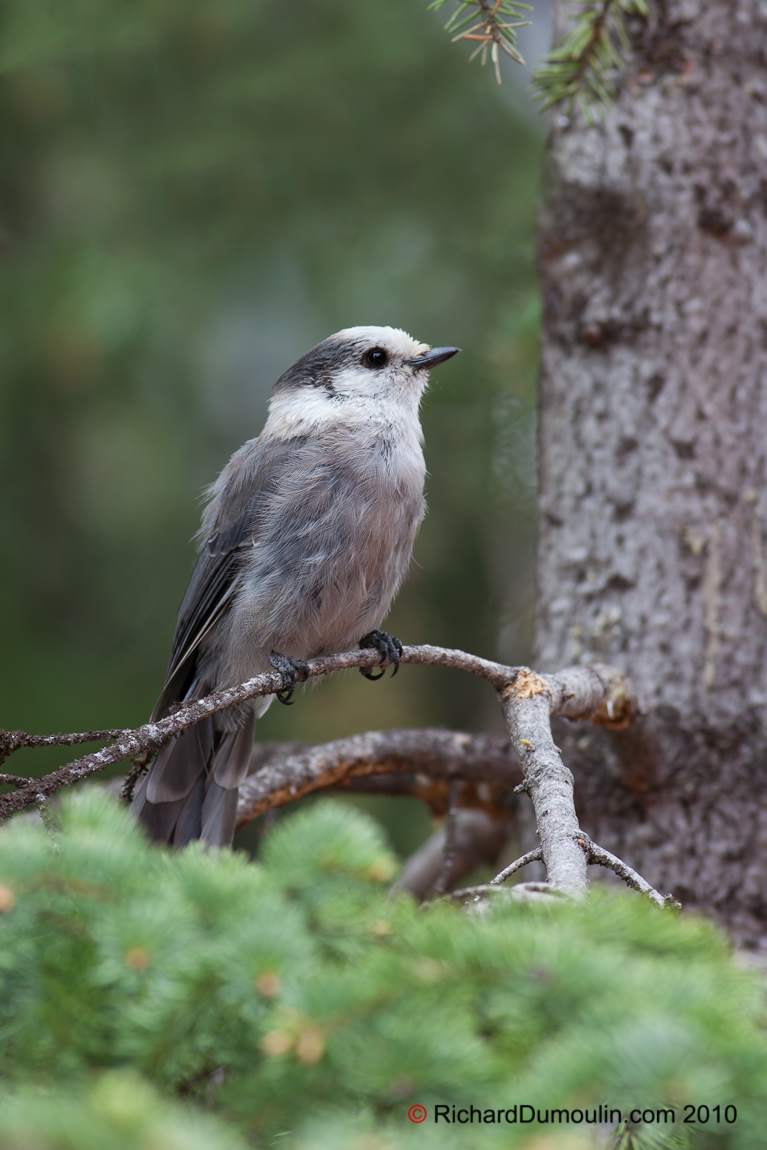 GRAY JAY ALBERTA CANADA 4194