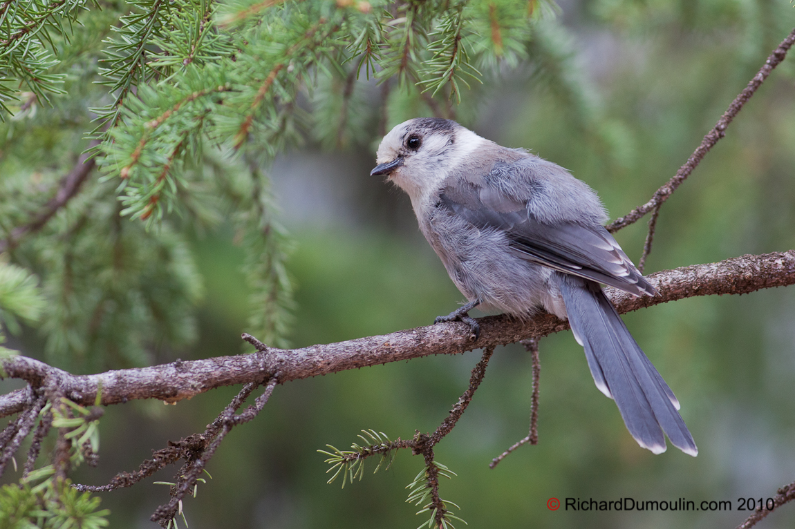 GRAY JAY ALBERTA CANADA 4198