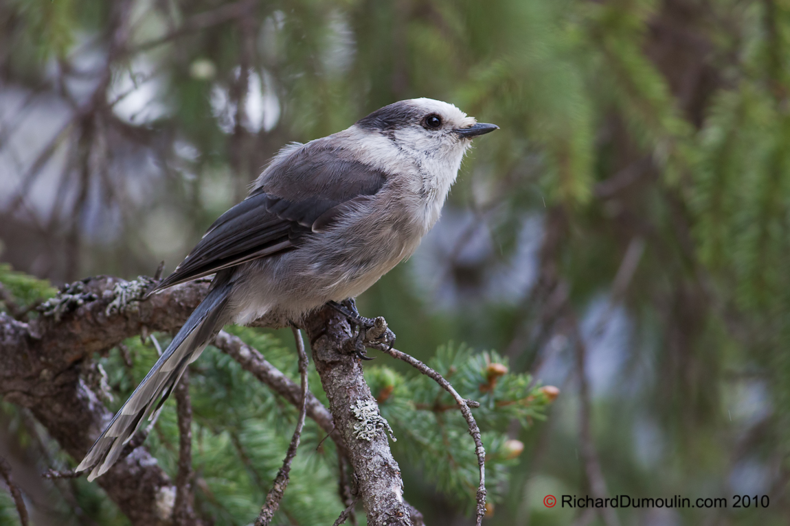 GRAY JAY ALBERTA CANADA 4234