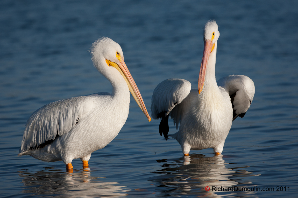 GREAT WHITE PELICAN