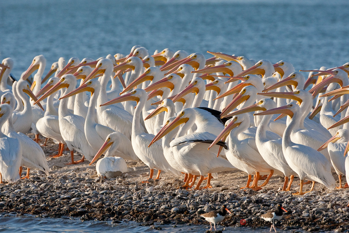 GREAT WHITE PELICAN