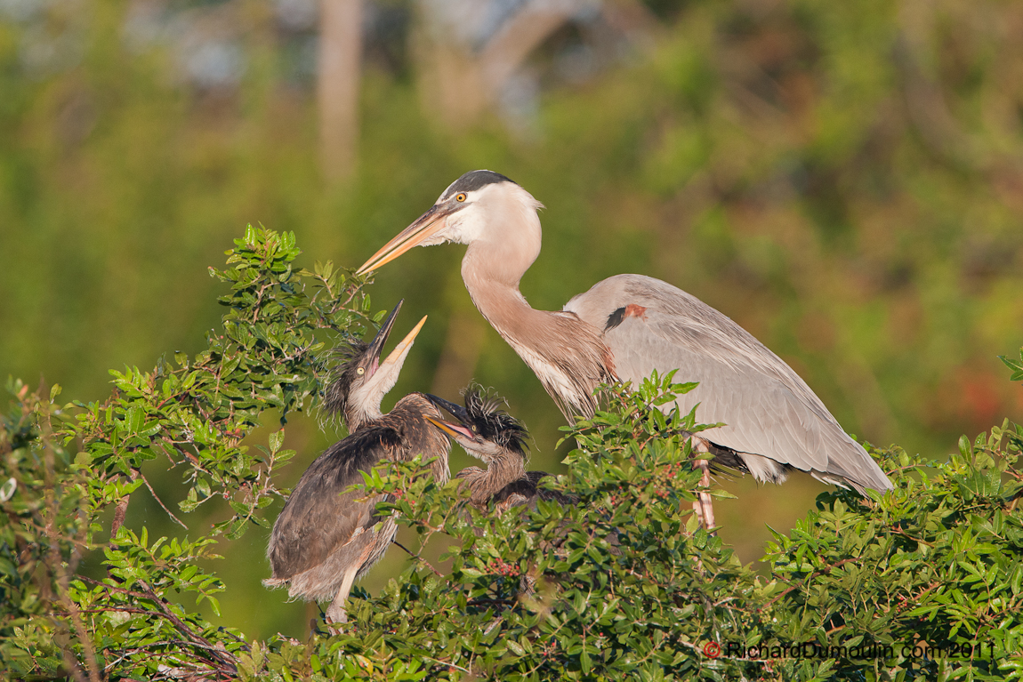 GREAT BLUE HERON